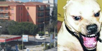 Donna aggredita a Cagliari, si riaccende la polemica sui cani di grossa taglia