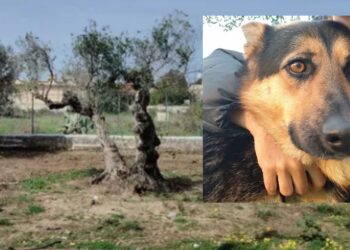 Cagnolona falciata da un’auto in corsa e morta tra le braccia di chi si prendeva cura di lei