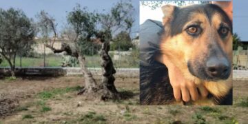 Cagnolona falciata da un’auto in corsa e morta tra le braccia di chi si prendeva cura di lei