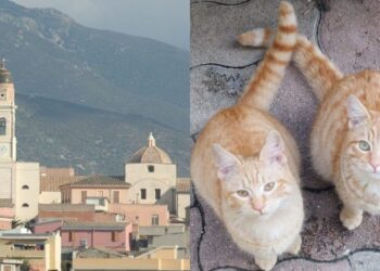 Sinnai, il gatto trovato morto sarebbe stato investito, non ucciso volontariamente: le indagini del Comune parlano chiaro