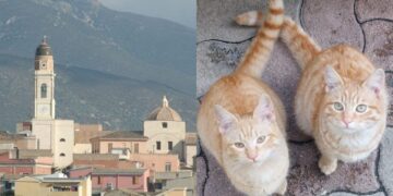 Sinnai, il gatto trovato morto sarebbe stato investito, non ucciso volontariamente: le indagini del Comune parlano chiaro