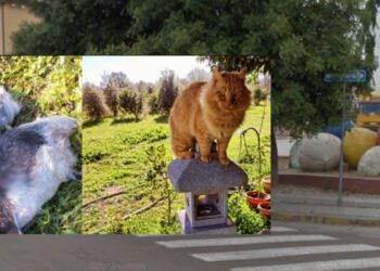 San Sperate, cittadini in ostaggio di un branco di cani: “Vogliamo sicurezza”