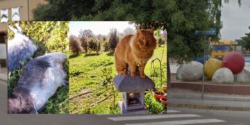 San Sperate, cittadini in ostaggio di un branco di cani: “Vogliamo sicurezza”