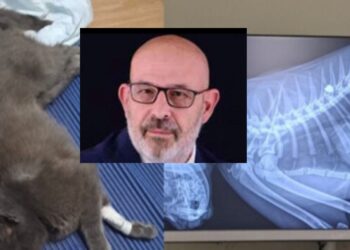 Capoterra, dura presa di posizione dell’assessore Crocco contro chi ha sparato al gatto Kikki: “Tolleranza zero”