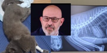 Capoterra, dura presa di posizione dell’assessore Crocco contro chi ha sparato al gatto Kikki: “Tolleranza zero”