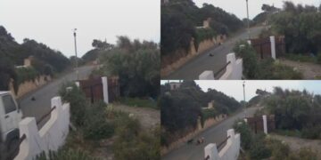 Torre delle Stelle, branco di cani attacca un gatto in mezzo alla strada: “E se ci fosse stato un bambino?”