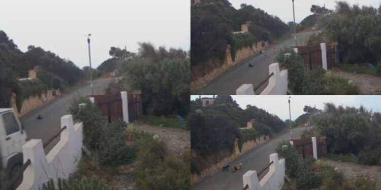 Torre delle Stelle, branco di cani attacca un gatto in mezzo alla strada: “E se ci fosse stato un bambino?”