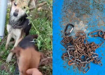 Orrore a Quartu Sant’Elena, trovati due cagnolini incatenati e abbandonati, scheletrici, impauriti e sofferenti