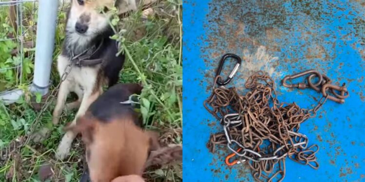 Orrore a Quartu Sant’Elena, trovati due cagnolini incatenati e abbandonati, scheletrici, impauriti e sofferenti