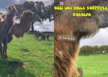 Ovodda, una nuova amica per il cammello Rodolfo: è arrivata Valentina