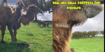 Ovodda, una nuova amica per il cammello Rodolfo: è arrivata Valentina