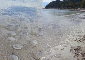 Cagliari, le meduse spiaggiate attirano turisti e visitatori al Poetto
