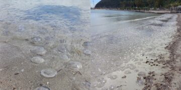 Cagliari, le meduse spiaggiate attirano turisti e visitatori al Poetto