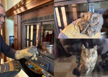 Capoterra, era intrappolato in un camino: liberato dal sindaco un piccolo gufo