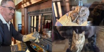 Capoterra, era intrappolato in un camino: liberato dal sindaco un piccolo gufo