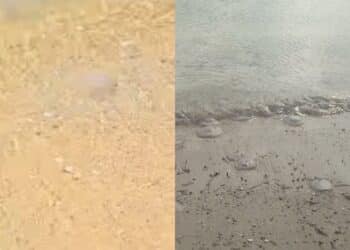 Capoterra, anche a Frutti d’Oro meduse in acqua e sulla sabbia come al Poetto