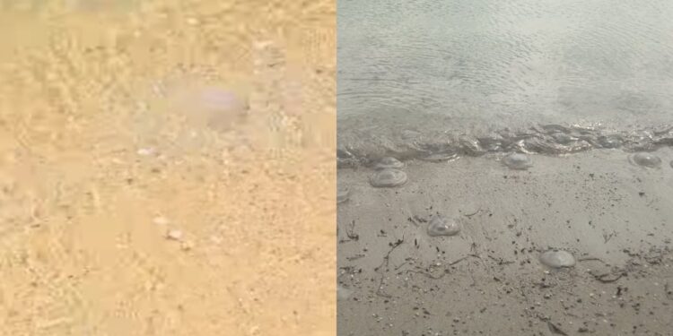 Capoterra, anche a Frutti d’Oro meduse in acqua e sulla sabbia come al Poetto