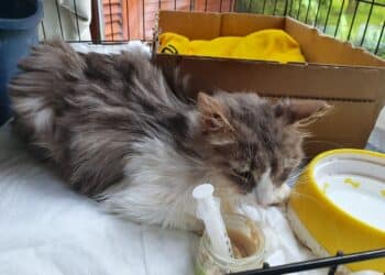 Sos a Radio Zampetta Sarda, cercasi gatto donatore