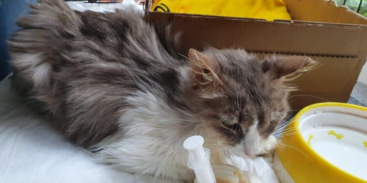 Sos a Radio Zampetta Sarda, cercasi gatto donatore