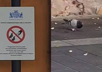 Pirri, avanzi dei pranzi portati ai piccioni: previste sanzioni