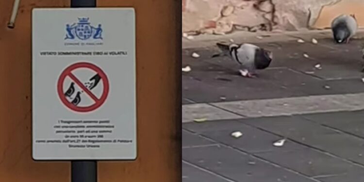 Pirri, avanzi dei pranzi portati ai piccioni: previste sanzioni