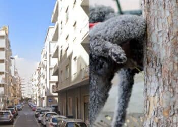Cagliari, a San Benedetto dribbling sui marciapiedi per evitare gli escrementi dei cani