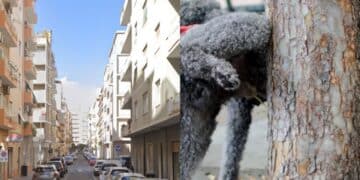 Cagliari, a San Benedetto dribbling sui marciapiedi per evitare gli escrementi dei cani