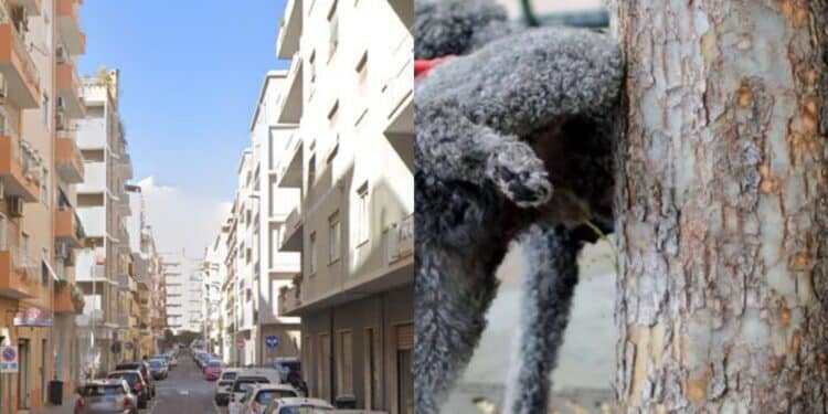 Cagliari, a San Benedetto dribbling sui marciapiedi per evitare gli escrementi dei cani