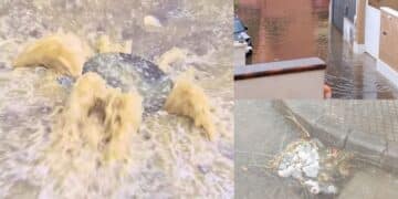 Assemini, esplodono le fogne dopo soli dieci minuti di intensa pioggia: liquami maleodoranti in strada