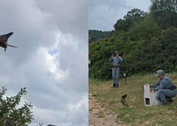 A Monte Arcosu liberato un gheppio curato dal Cras di Monastir