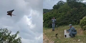 A Monte Arcosu liberato un gheppio curato dal Cras di Monastir