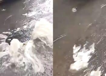 Assemini, le fogne saltano dopo l’acquazzone: un fiume di escrementi per le strade