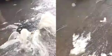 Assemini, le fogne saltano dopo l’acquazzone: un fiume di escrementi per le strade