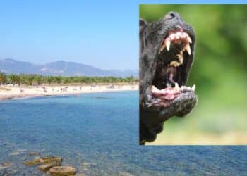 Sarroch, bimbo morso da un cane mentre rientra da scuola, il genitore: “Prestate attenzione e chi ha cani li tenga al guinzaglio”