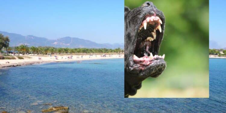 Sarroch, bimbo morso da un cane mentre rientra da scuola, il genitore: “Prestate attenzione e chi ha cani li tenga al guinzaglio”