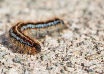 Quartucciu, avvistate le processionarie, i bruchi che in questi mesi migrano