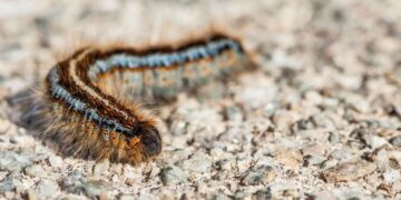 Quartucciu, avvistate le processionarie, i bruchi che in questi mesi migrano