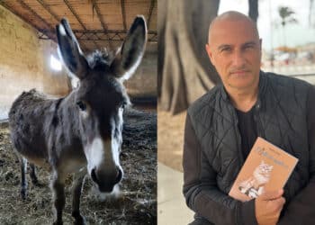 Radio Zampetta Sarda, corsa contro il tempo per salvare l’asinella Alba dal macello