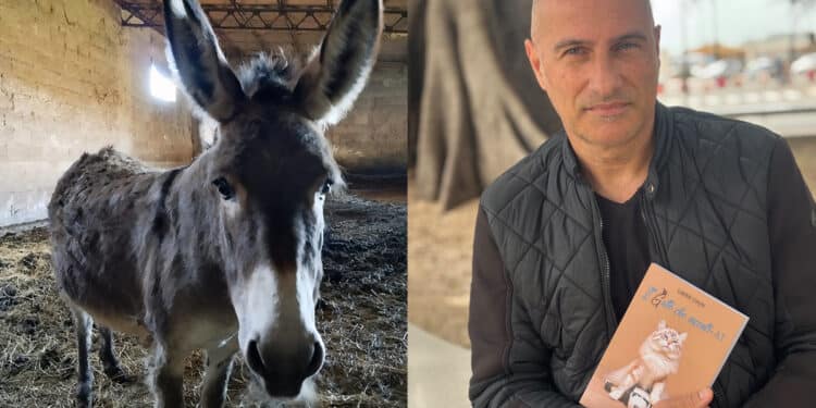 Radio Zampetta Sarda, corsa contro il tempo per salvare l’asinella Alba dal macello