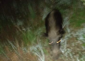 Pericolo cinghiali tra Villacidro e San Gavino: un automobilista ha impattato contro un animale