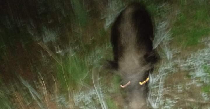 Pericolo cinghiali tra Villacidro e San Gavino: un automobilista ha impattato contro un animale