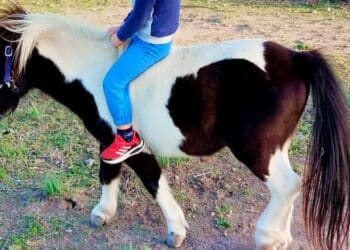 Uras, rubato un pony da una proprietà privata: “Hanno tagliato la rete”