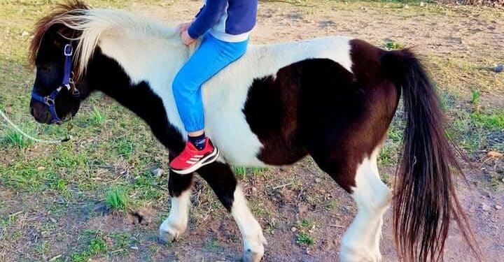 Uras, rubato un pony da una proprietà privata: “Hanno tagliato la rete”