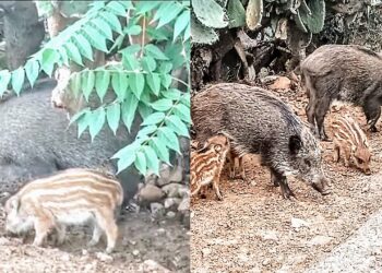 Strage di cinghiali a Cabras, la Lav in campo per fermare la mattanza: “Atti crudeli e inaccettabili”