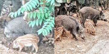 Strage di cinghiali a Cabras, la Lav in campo per fermare la mattanza: “Atti crudeli e inaccettabili”