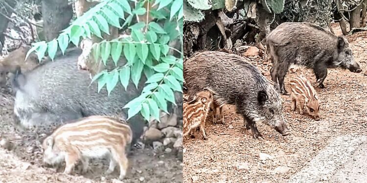 Strage di cinghiali a Cabras, la Lav in campo per fermare la mattanza: “Atti crudeli e inaccettabili”