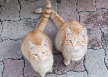 Sinnai, orrore durante la notte, strappati gli intestini a un gatto