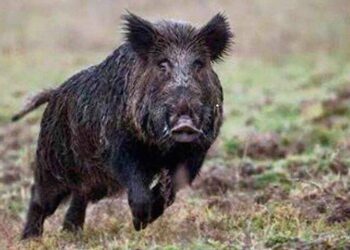 Cabras, i cinghiali aprono i sacchetti dell’umido: scatta il divieto di esporre i mastelli nelle ore notturne