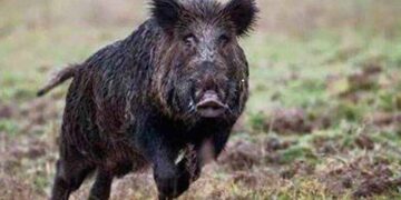 Cabras, i cinghiali aprono i sacchetti dell’umido: scatta il divieto di esporre i mastelli nelle ore notturne