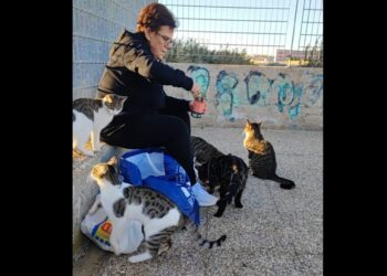 Terramaini, addio alla dolcissima gattara Laura Congiu: aperta una raccolta di fondi per le “pappe” dei gattini orfani